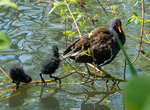 Moorhen and chicks