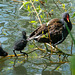 Moorhen and chicks