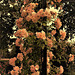 Roses in the Retiro Park Madrid