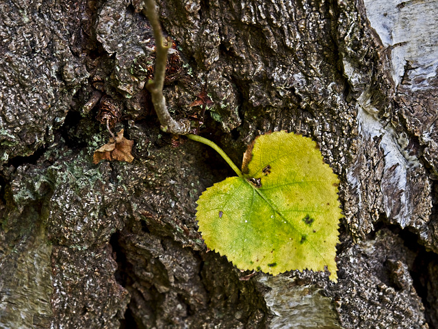 Love Autumn