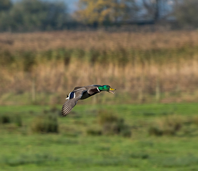 Mallard in flight4