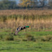 Mallard in flight4