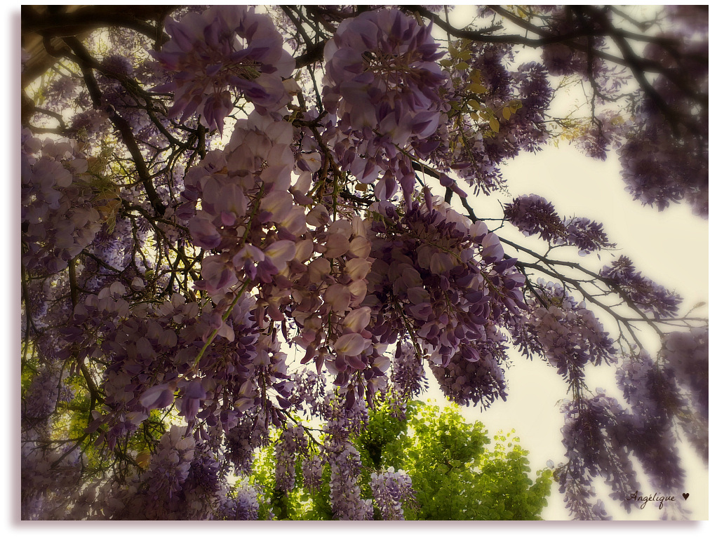 Une Tonnelle de Glycines ..........c'est trop bien & bon de les photographier!