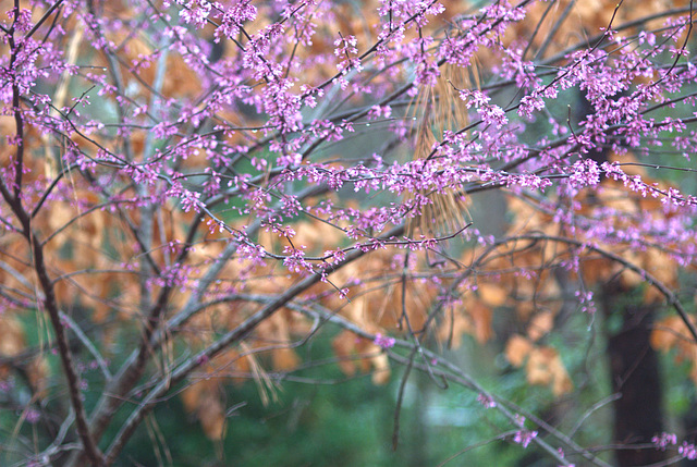 Our Backyard Redbud Tree