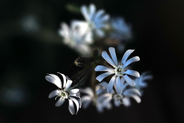 Silene nutans, Caryophyllaceae, Monte Gordo