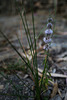 Mentha pulegium, Lamiales, Penedos