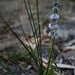 Mentha pulegium, Lamiales, Penedos