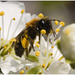IMG 9276 Solitary Bee
