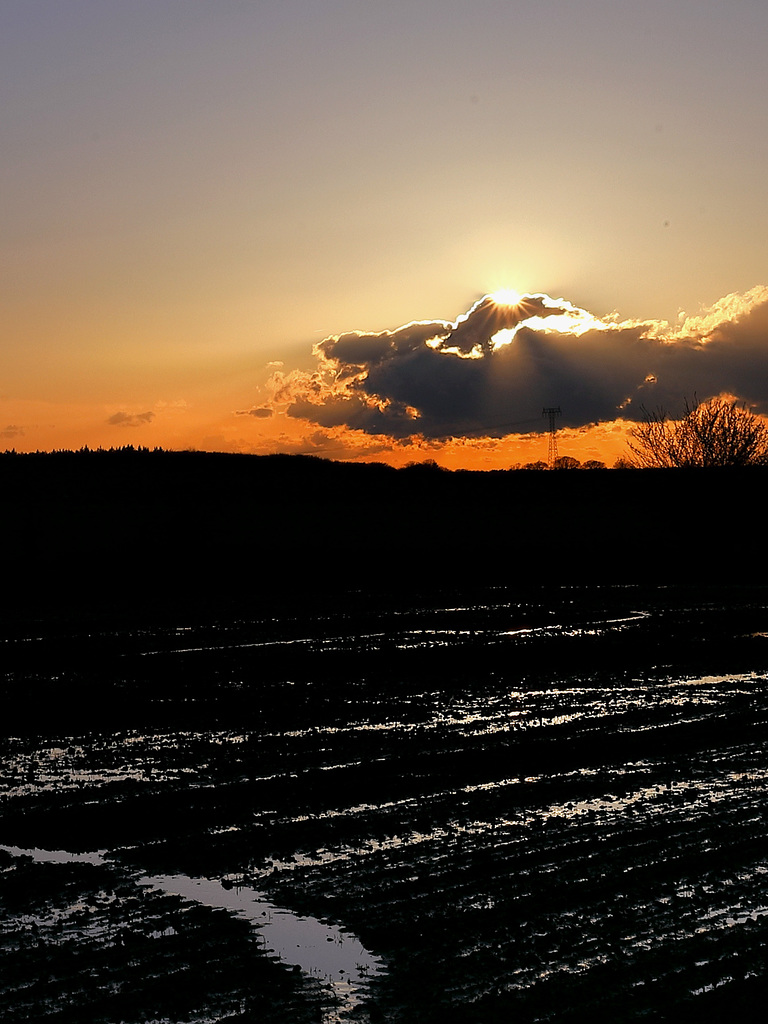 Reisanbau im Abendland