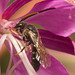 IMG 0734 Bee-3-1