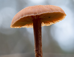 Pilz im Gegenlicht