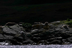 Loch Beag - Seals