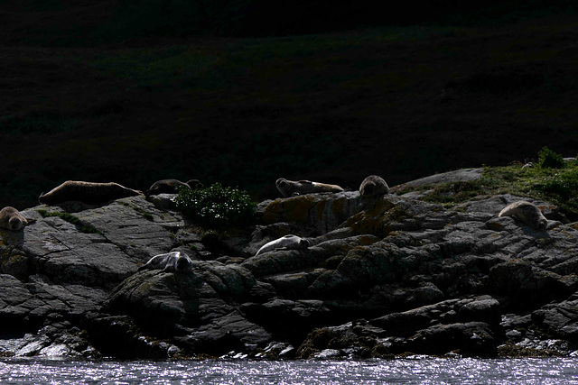 Loch Beag - Seals