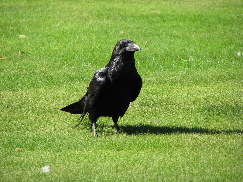 Raven at the Tower of London