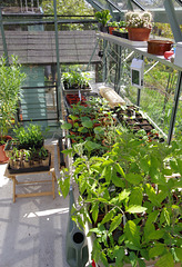 First growing season in my new greenhouse