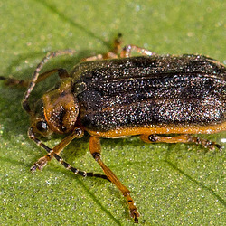20160703 1972VRMw [D~RI] Seerosen-Blattkäfer (Galerucella nymphaeae), Rinteln