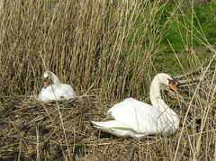 Cygnes en famille !