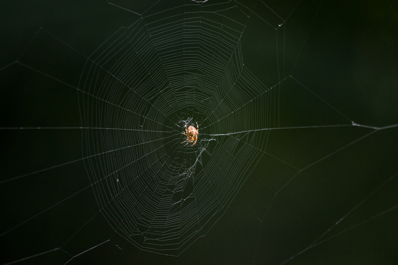 Spider's Web