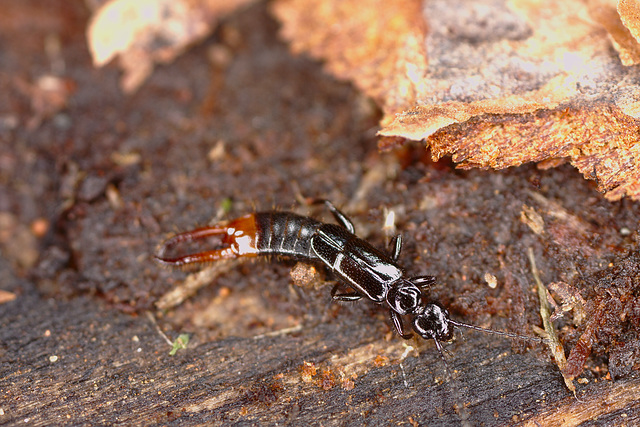 Earwig IMG_2903