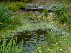 The effects of this summer's drought on the pond has been catastrophic...