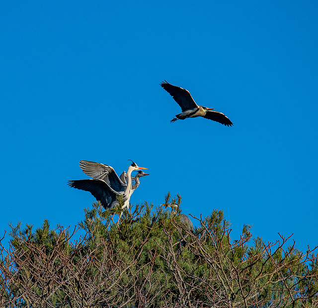 Burton Wetlands heronry