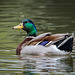 Mallard sc4