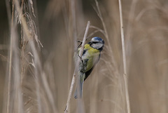 Mésange bleue