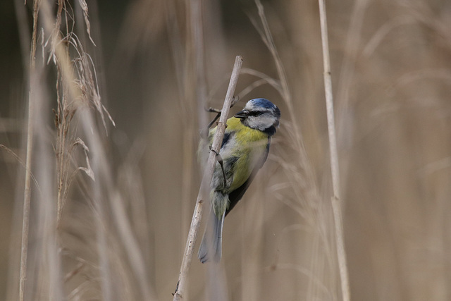 Mésange bleue Mésange bleue