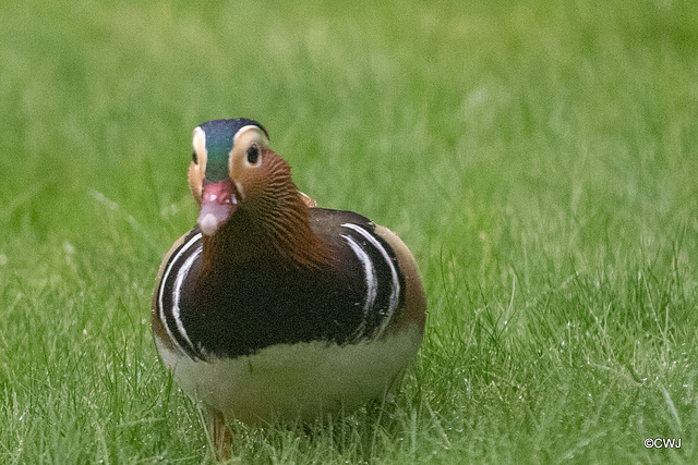 Mandarins Mandarins