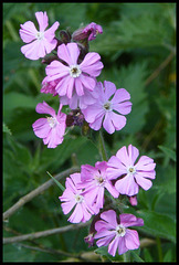 campion flowers