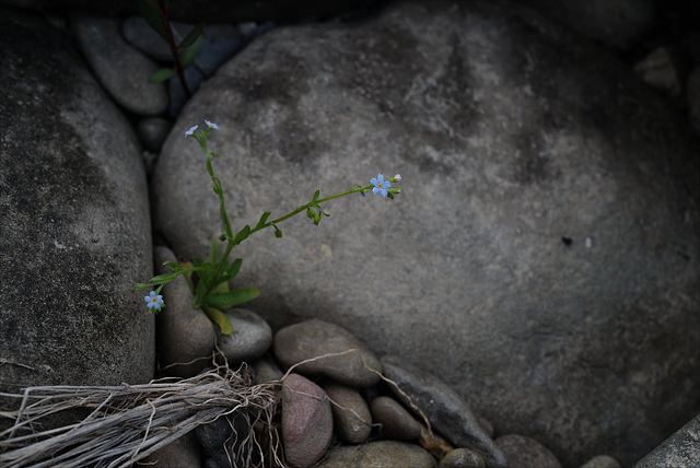 Myosotis debilis, Boraginales, Penedos, Ribeira do Vascão