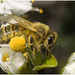 IMG 9282 Honey bee