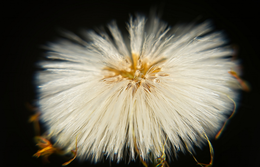 Der Samenstand des Huflattichs (Tussilago farfara) :))  The seed head of coltsfoot (Tussilago farfara) :))  L'inflorescence du tussilage (Tussilago farfara) :))