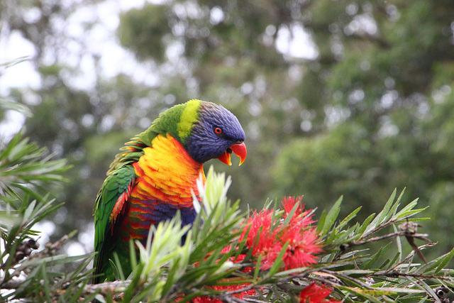 136/365 2025 Lorikeet
