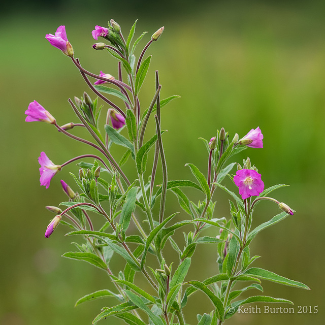 Wild Flower