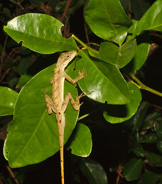 IMG 9645-1lizard