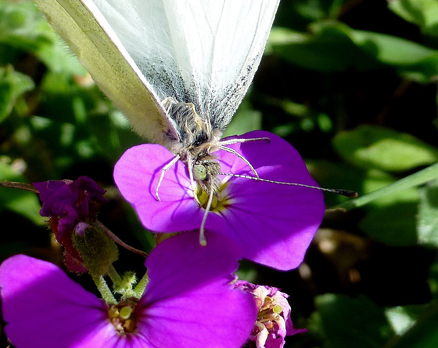 l'Aubrietta lui plait bien !