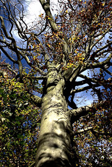 Tree 2
