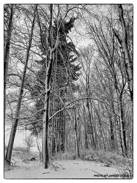 winter in the park...