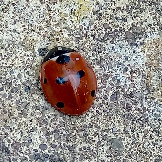 Ladybird