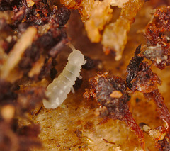 Springtail IMG_2911