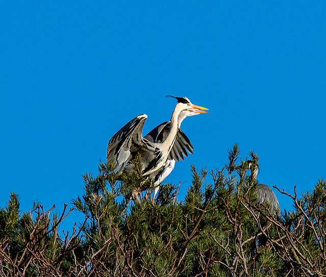 Heronry