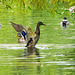 Mallard stretching