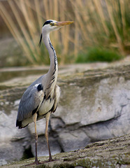 Heron posing2