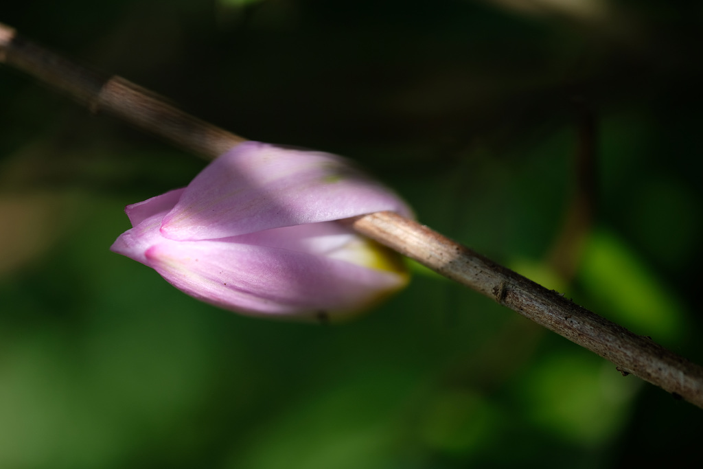 DSCF6945