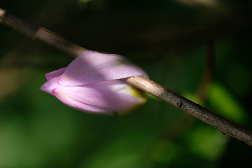 DSCF6945