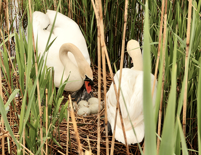 Schwaneneltern auf dem Nest