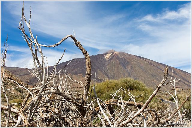 Gestrüpp vorm Teide