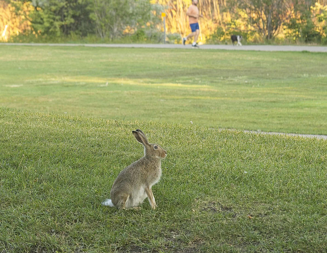 rabbit and jogger