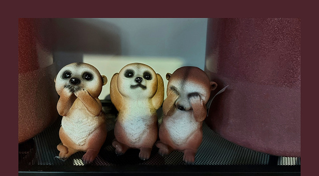 meerkats